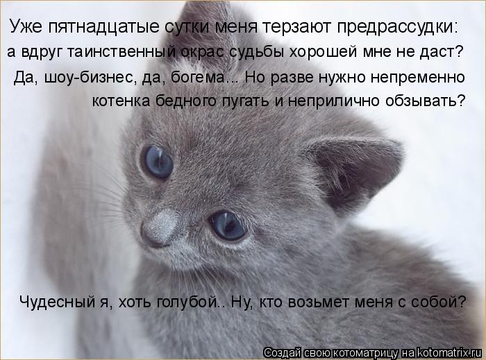 Котоматрица: Уже пятнадцатые сутки меня терзают предрассудки: а вдруг таинственный окрас судьбы хорошей мне не даст? Да, шоу-бизнес, да, богема... Но разве