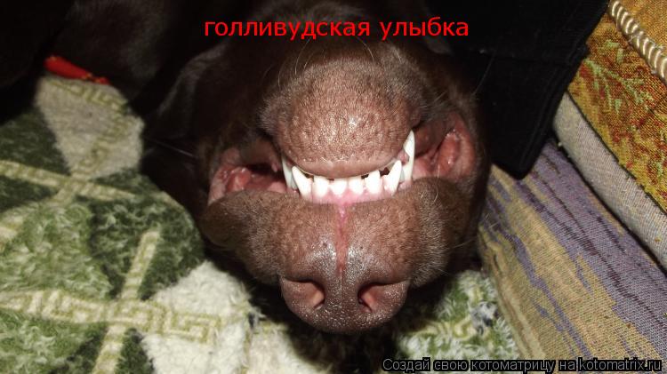 Котоматрица: голливудская улыбка