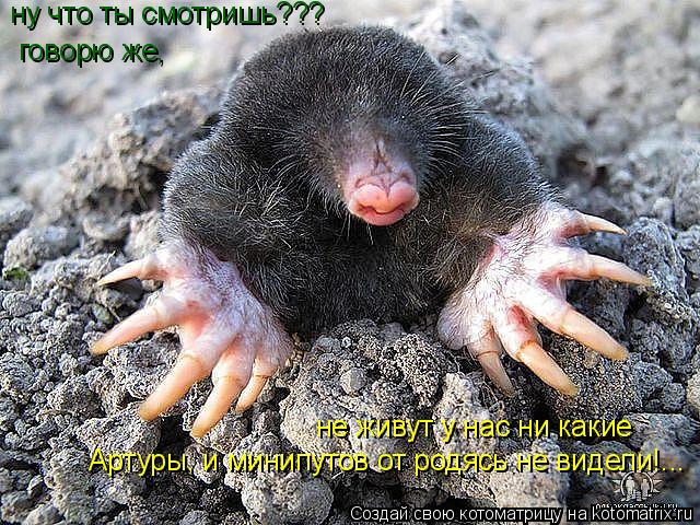 Котоматрица: ну что ты смотришь??? говорю же,  не живут у нас ни какие Артуры, и минипутов от родясь не видели!...