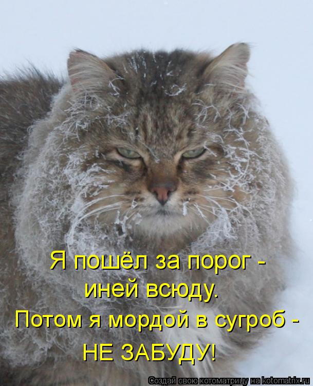 Котоматрица: Я пошёл за порог -  иней всюду. Потом я мордой в сугроб -  НЕ ЗАБУДУ!
