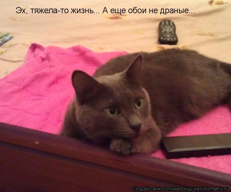 Котоматрица: Эх, тяжела-то жизнь... А еще обои не драные...
