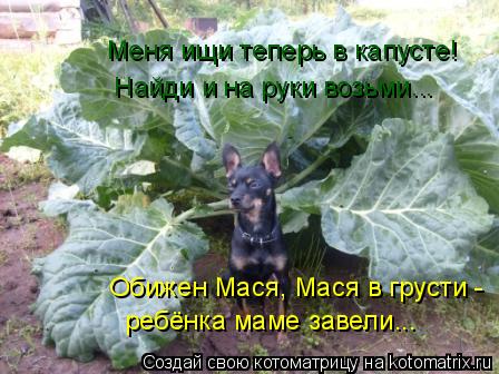 Котоматрица: Меня ищи теперь в капусте!   Найди и на руки возьми...  Обижен Мася, Мася в грусти -  ребёнка маме завели...
