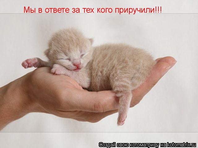 Котоматрица: Мы в ответе за тех кого приручили!!!