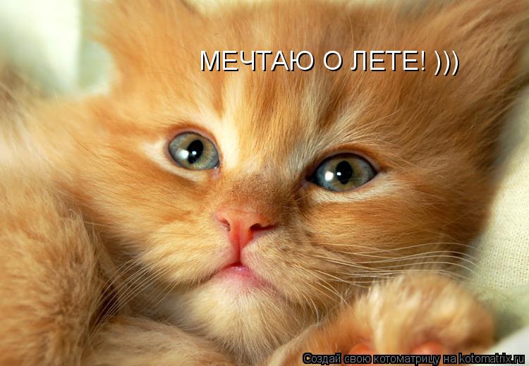 Котоматрица: МЕЧТАЮ О ЛЕТЕ! )))