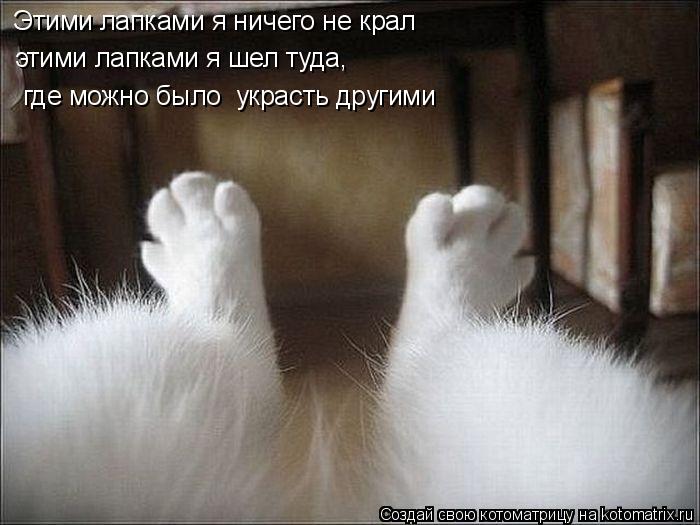 Котоматрица: Этими лапками я ничего не крал этими лапками я шел туда,  где можно было  украсть другими