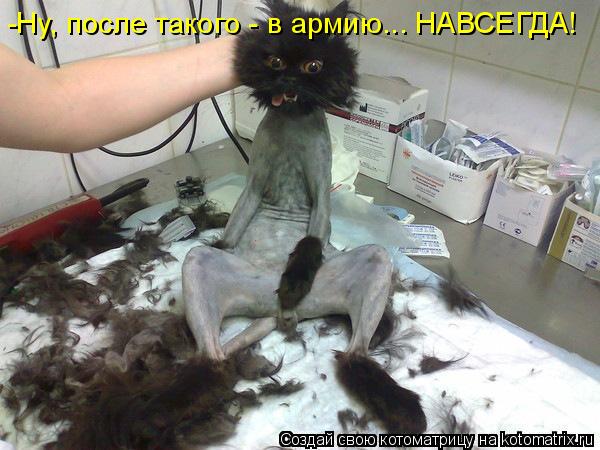 Котоматрица: -Ну, после такого - в армию... НАВСЕГДА!