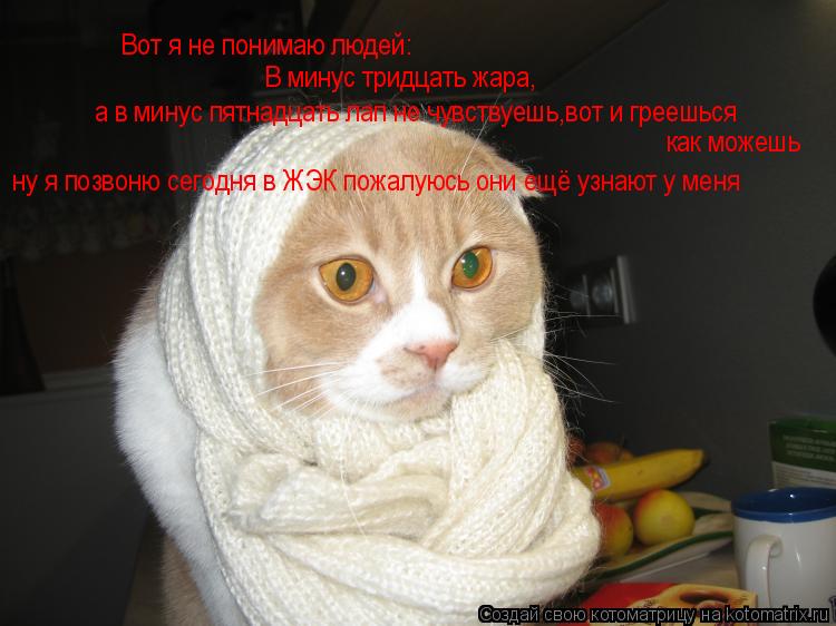 Котоматрица: Вот я не понимаю людей: В минус тридцать жара, а в минус пятнадцать лап не чувствуешь,вот и греешься    как можешь ну я позвоню сегодня в ЖЭК п