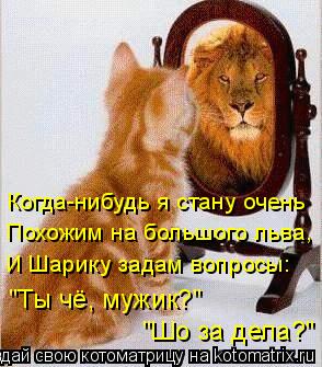 Котоматрица: Когда-нибудь я стану очень Похожим на большого льва, И Шарику задам вопросы: "Ты чё, мужик?"  "Шо за дела?"