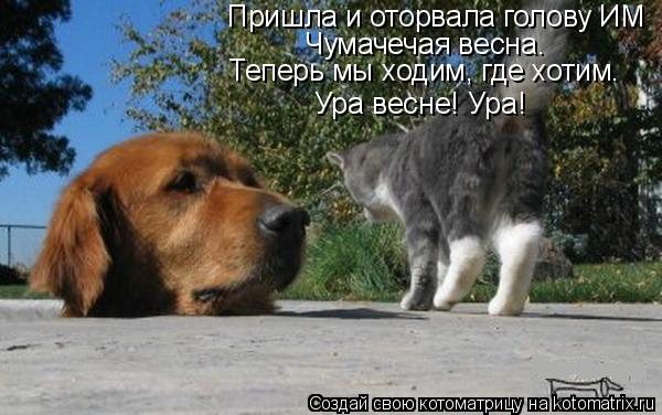 Котоматрица: Пришла и оторвала голову ИМ Чумачечая весна. Теперь мы ходим, где хотим. Ура весне! Ура!