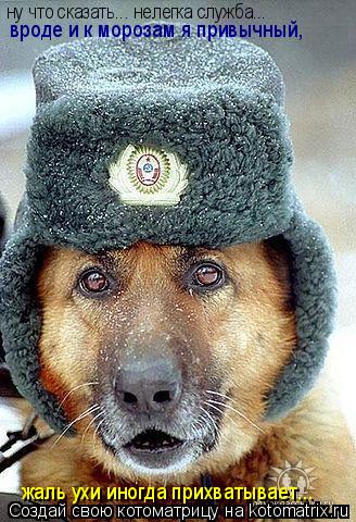 Котоматрица: ну что сказать... нелегка служба... вроде и к морозам я привычный, жаль ухи иногда прихватывает...