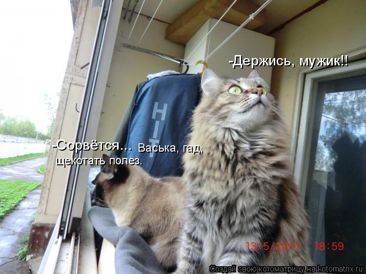 Котоматрица: -Держись, мужик!! -Сорвётся...  Васька, гад, щекотать полез.