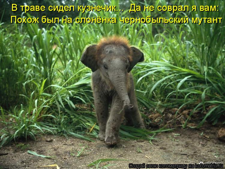 Котоматрица: В траве сидел кузнечик...  Да не соврал я вам: Похож был на слонёнка чернобыльский мутант