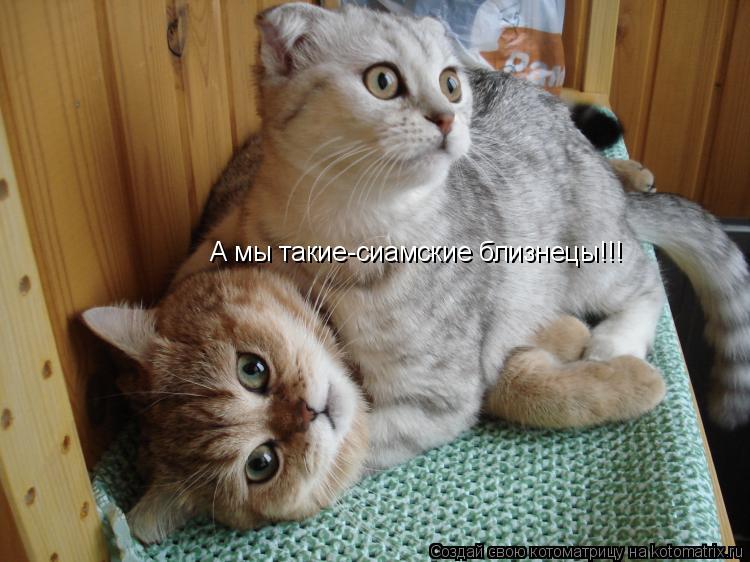 Котоматрица: А мы такие-сиамские близнецы!!!
