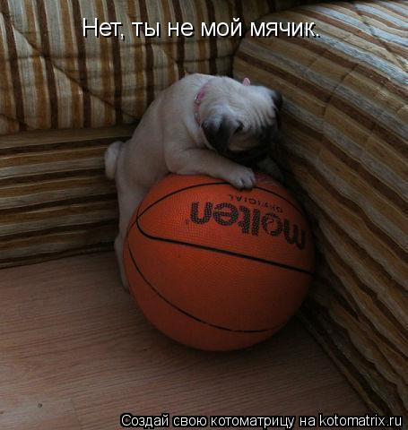 Котоматрица: Нет, ты не мой мячик.