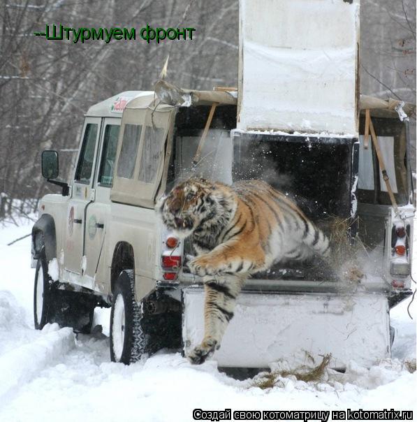 Котоматрица: --Штурмуем фронт