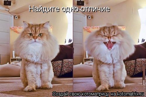 Котоматрица: Найдите одно отличие
