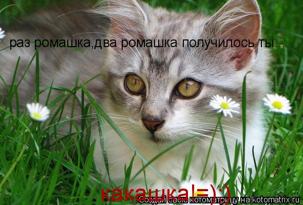 Котоматрица: раз ромашка,два ромашка получилось ты... какашка!=);)