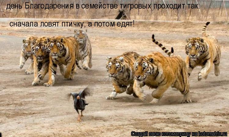 Котоматрица: день Благодарения в семействе тигровых проходит так: сначала ловят птичку, а потом едят!
