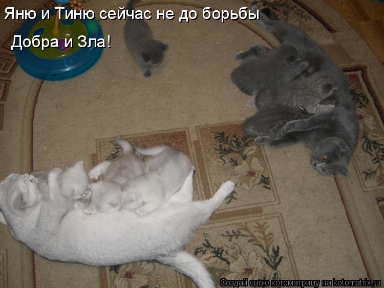 Котоматрица: Яню и Тиню сейчас не до борьбы Добра и Зла!