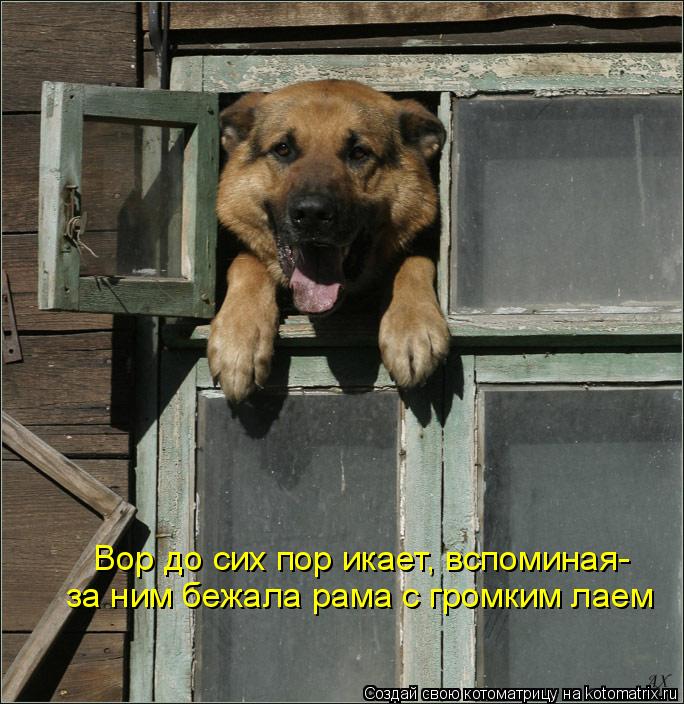 Вор до сих пор икает, вспоминая- за ним бежала рама с громким лаем... Котоматрица: Вор до сих пор икает, вспоминая- за ним бежала рама с громким лаем