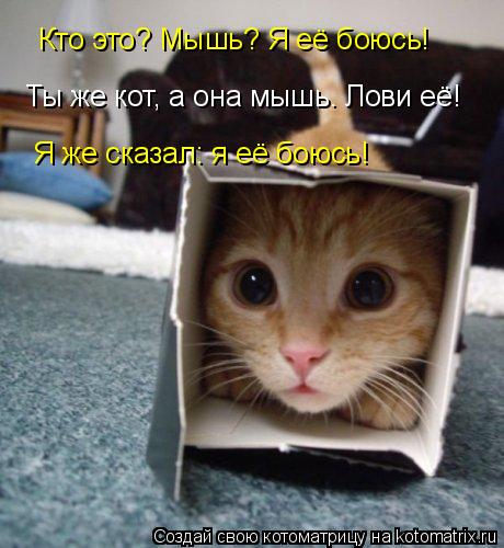 Котоматрица: Кто это? Мышь? Я её боюсь! Ты же кот, а она мышь. Лови её! Я же сказал: я её боюсь!