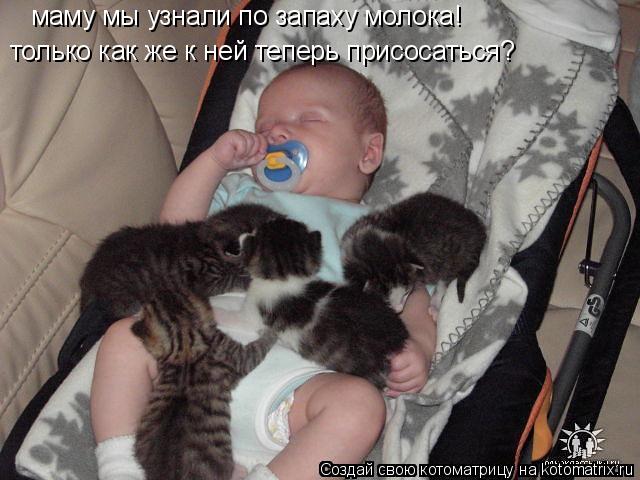 Котоматрица: маму мы узнали по запаху молока! только как же к ней теперь присосаться?