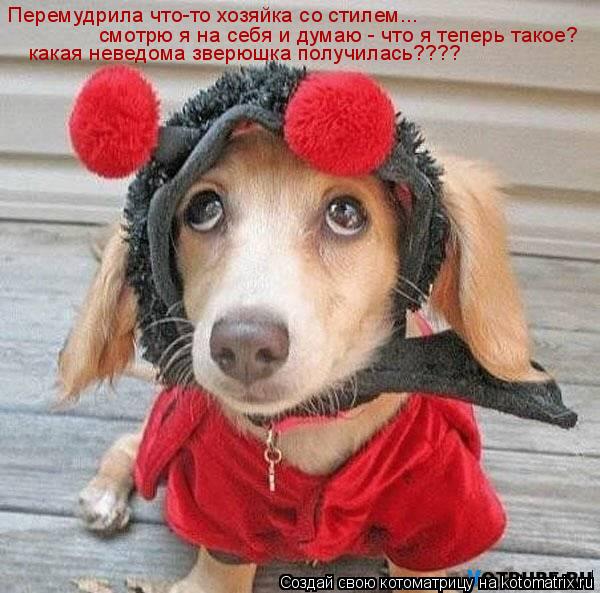 Котоматрица: Перемудрила что-то хозяйка со стилем... смотрю я на себя и думаю - что я теперь такое?  какая неведома зверюшка получилась????