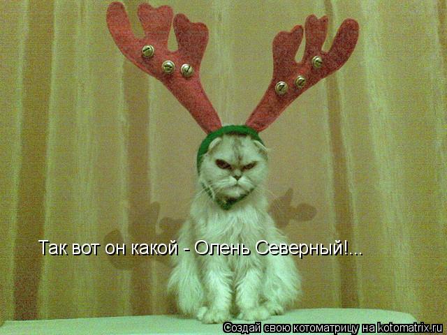 Котоматрица: Так вот он какой - Олень Северный!...