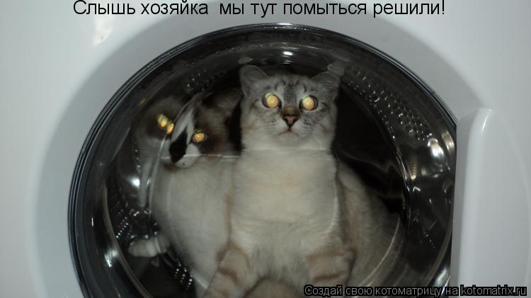 Котоматрица: Слышь хозяйка  мы тут помыться решили!