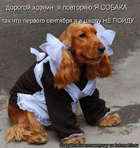Котоматрица: дорогой хозяин  я повторяю Я СОБАКА так что первого сентября я в школу НЕ ПОЙДУ