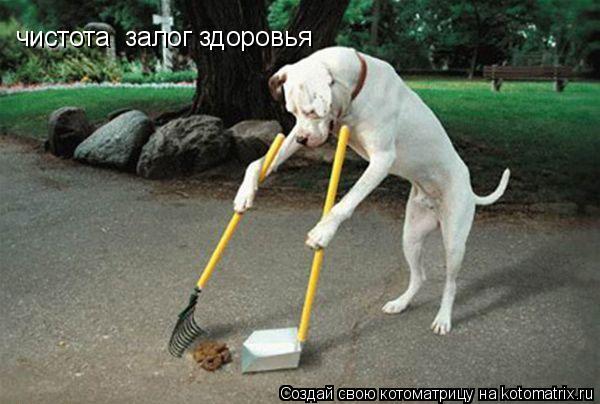Котоматрица: чистота  залог здоровья