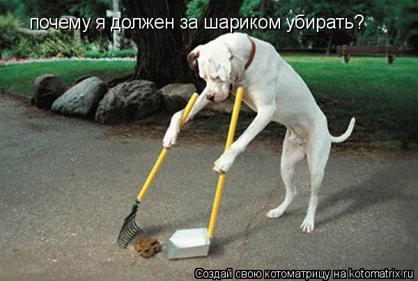 Котоматрица: почему я должен за шариком убирать?