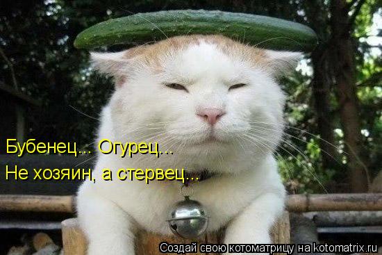 Бубенец... Огурец... Не хозяин, а стервец...... Котоматрица: Бубенец... Огурец... Не хозяин, а стервец...