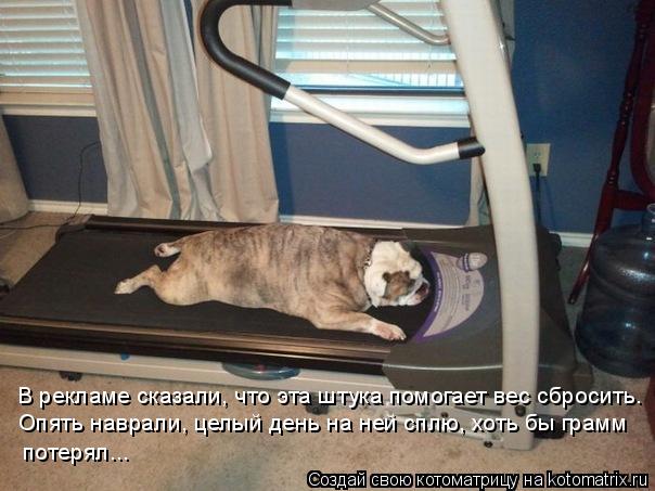 В рекламе сказали, что эта штука помогает вес сбросить. Опять наврали, целый день на ней сплю, хоть б... Котоматрица: В рекламе сказали, что эта штука помогает вес сбросить. Опять наврали, целый день на ней сплю, хоть бы грамм потерял...