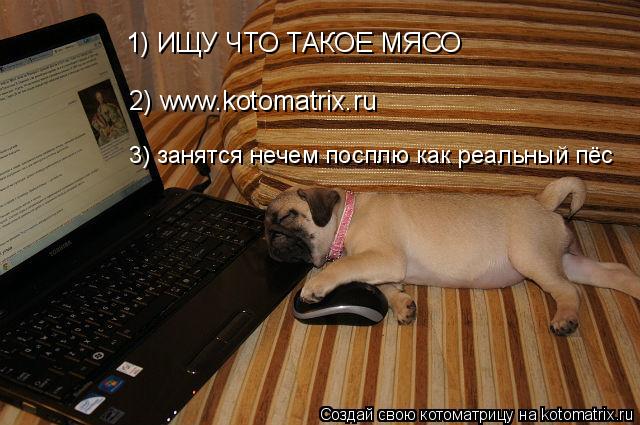 Котоматрица: 1) ИЩУ ЧТО ТАКОЕ МЯСО 2) www.kotomatrix.ru 3) занятся нечем посплю как реальный пёс