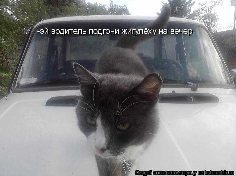 Котоматрица: -эй водитель подгони жигулёху на вечер