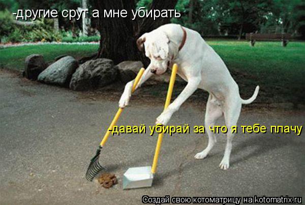 Котоматрица: -другие срут а мне убирать -давай убирай за что я тебе плачу