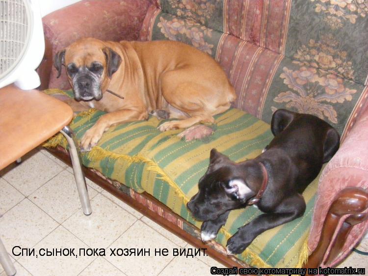 Котоматрица: Спи,сынок,пока хозяин не видит. Спи,сынок,пока хозяин не видит.