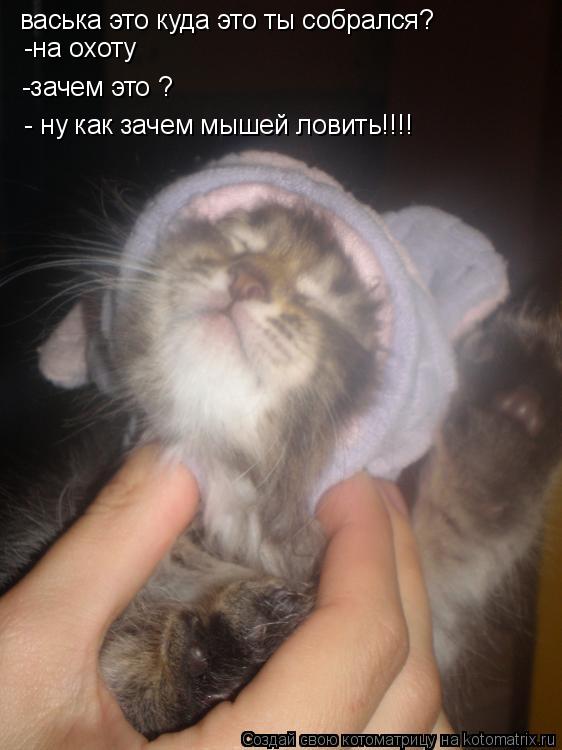 Котоматрица: васька это куда это ты собрался? -на охоту -зачем это ? - ну как зачем мышей ловить!!!!