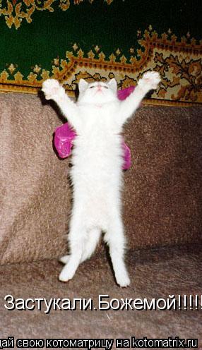 Котоматрица: Застукали.Божемой!!!!!!