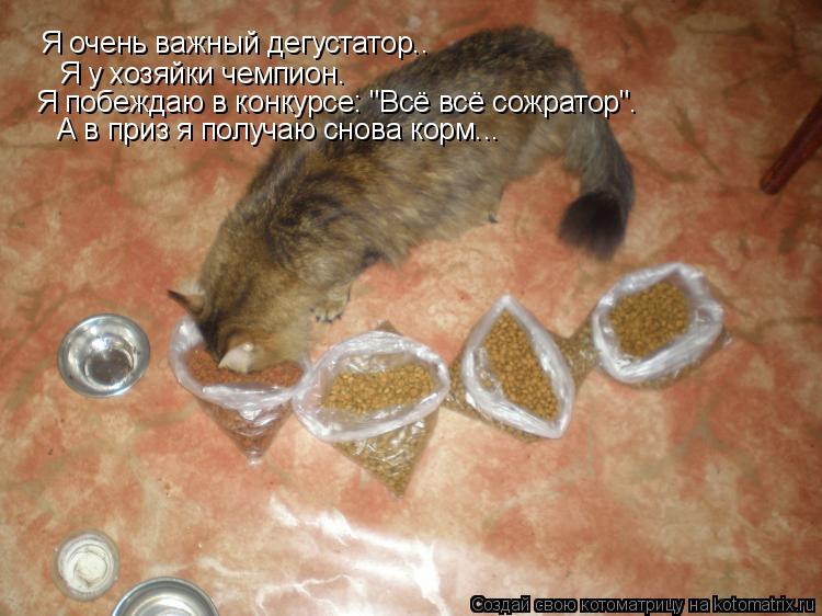 Котоматрица: Я очень важный дегустатор.. Я у хозяйки чемпион. Я побеждаю в конкурсе: "Всё всё сожратор". А в приз я получаю снова корм...
