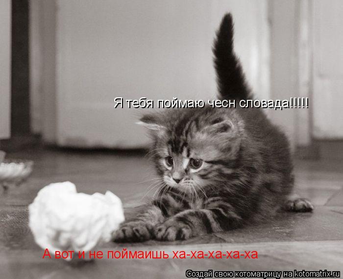 Котоматрица: Я тебя поймаю чесн словада!!!!! А вот и не поймаишь ха-ха-ха-ха-ха