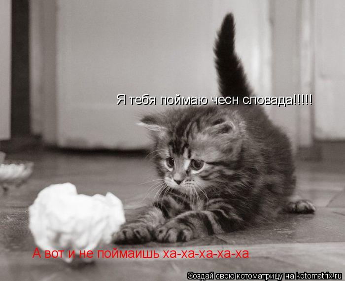 Котоматрица: Я тебя поймаю чесн словада!!!!! А вот и не поймаишь ха-ха-ха-ха-ха