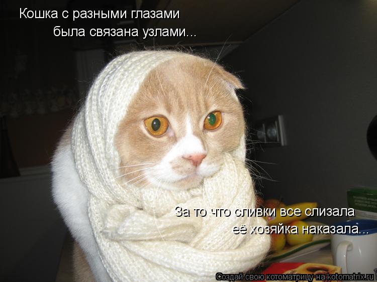 Котоматрица: Кошка с разными глазами За то что сливки все слизала её хозяйка наказала... была связана узлами...