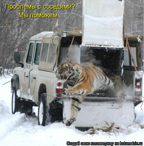 Котоматрица: Проблемы с соседями? Мы поможем...
