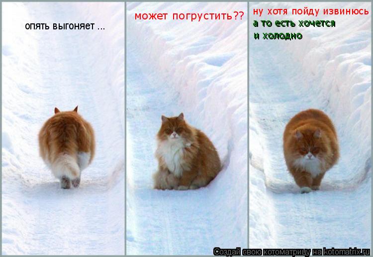 Котоматрица: опять выгоняет ... может погрустить?? ну хотя пойду извинюсь  а то есть хочется  и холодно