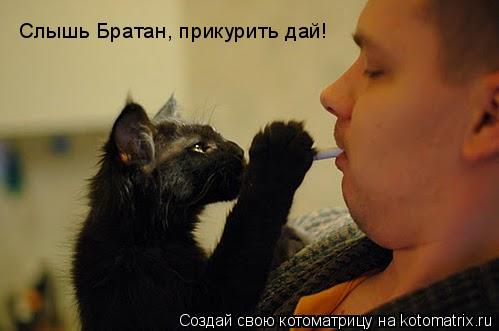 Котоматрица: Слышь Братан, прикурить дай!