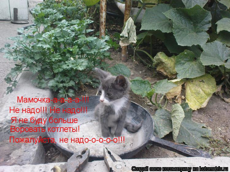 Котоматрица: Мамочка-а-а-а-а-!!! Не надо!!! Не надо!!! Я не буду больше Воровать котлеты! Пожалуйста, не надо-о-о-о-о!!!