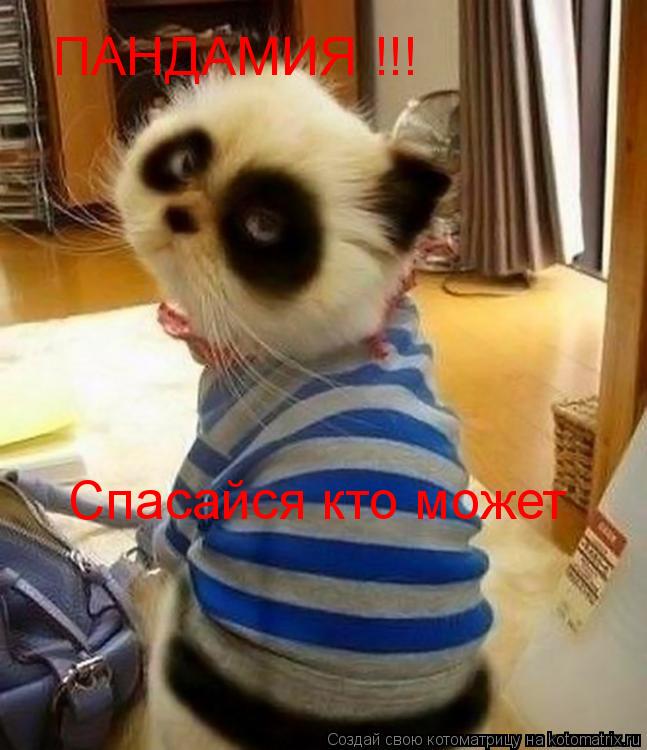 Котоматрица: ПАНДАМИЯ !!! Спасайся кто может