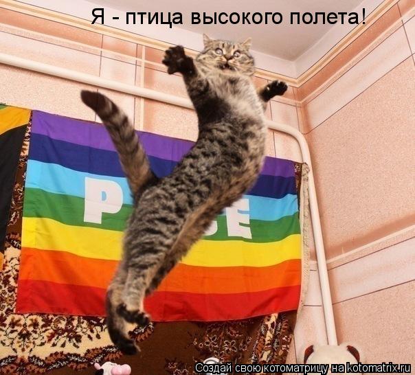 Котоматрица: Я - птица высокого полета!